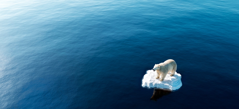 urso polar solitário em cima de um pequeno pedaço de gelo flutuante, causas do aquecimento global