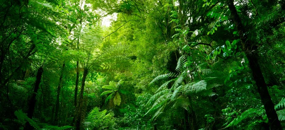 floresta densa com uma folhagem verde e repleta de outros vários tipos de plantas, exemplo de preservação do ambiente