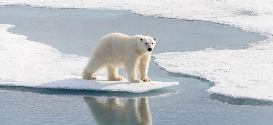 urso polar sob um pedaço de gelo solto na Antártida, onde acontece as consequências do efeito estufa