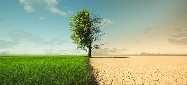 Árvore dividida entre paisagem verde e solo seco representando mudanças climáticas