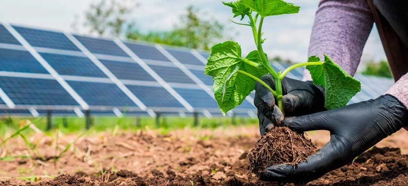 PESSOA COM LUVAS PLANTANDO MUDA EM SOLO AGRÍCOLA, COM PAINÉIS SOLARES AO FUNDO