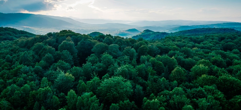 GOVERNO-FEDERAL-ALTERA-NORMAS-DE-GESTAO-DE-FLORESTAS-PARA-IMPULSIONAR-MERCADO-DE-CARBONO