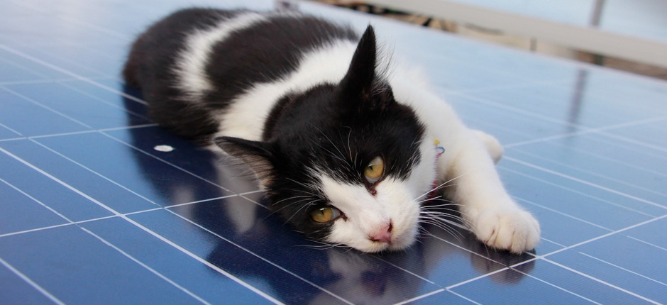 EMPRESA DE PET FOOD ADOTA ENERGIA SOLAR PARA ABASTECER FÁBRICAS