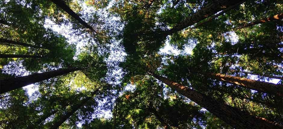 BRASIL-REGISTRA-AUMENTO-DE-46-DE-EMPRESAS-QUE-DIVULGAM-DADOS-AMBIENTAIS