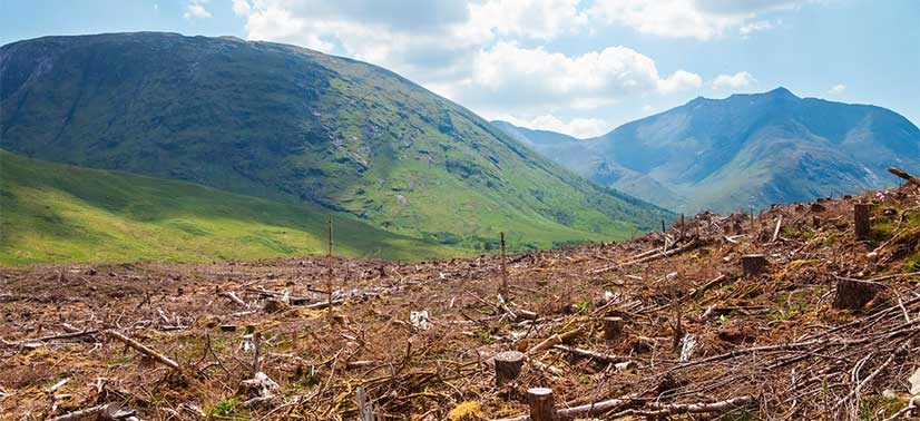 enorme área de desmatamento, com árvores derrubadas pela ação humana que contribui para o aumento do efeito estufa
